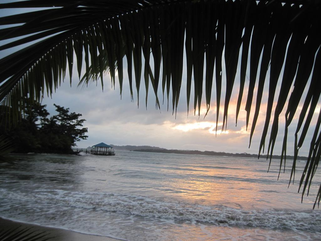 Sand Dollar Beach Bed & Breakfast Bocas Town Exterior photo